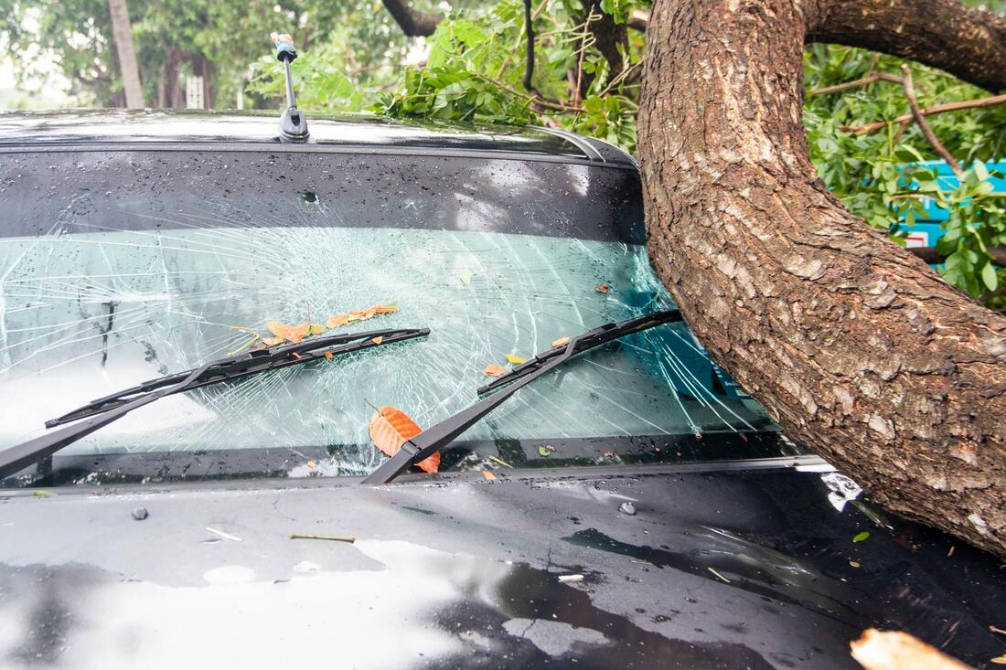 Picture shows a large tree branch that has fallen on the windshield of a car. looks like there has been a storm