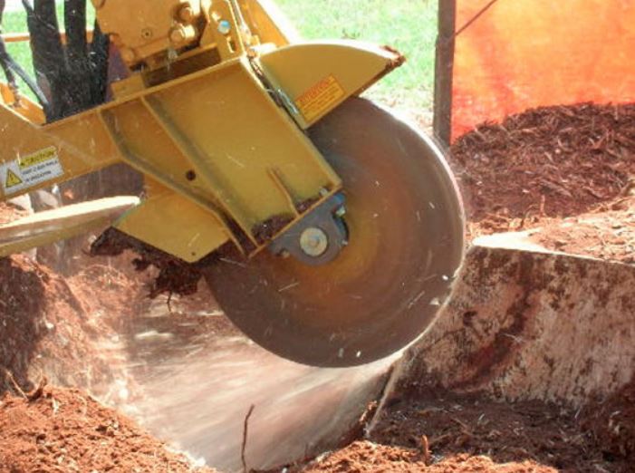 A large yellow stump grinder with a big blade at the front, cutting down a stump. The blade is rotating at a very high speed and wood chips are flying everywhere. 