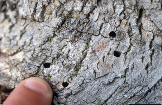 the image shows the D shaped holes where the emerald ash borer exited out of the tree. 