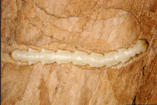 the image shows the white larvae inside the tree bark