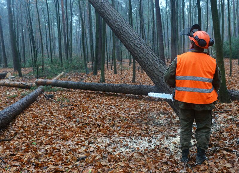 The image shows a man in the forest carrying a chain saw and getting prepared to cut trees