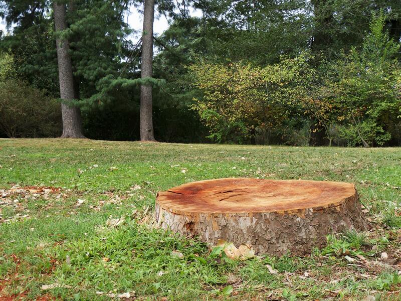the image shows a stump in the middle of a green lawn