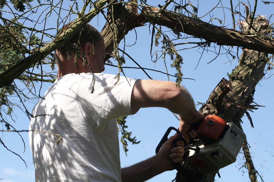 The image shows a man trimming and pruning a tree. He's up in the tree
